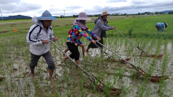 合作社暨乡村发展部将在伊洛瓦底省种植雨季稻26,000多英亩