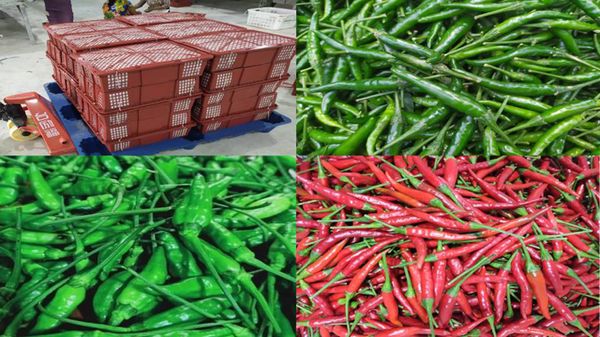 伊洛瓦底省吉叻县区一个月内想仰光输送出1.2万缅斤的鲜辣椒