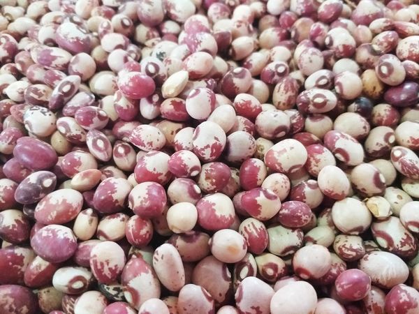 缅甸国内所产鸺鹠豆因国内外需求量大而价钱上扬