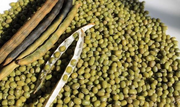 马奎省敏巫专区种植的6万多英亩雨绿豆已开始采收工作