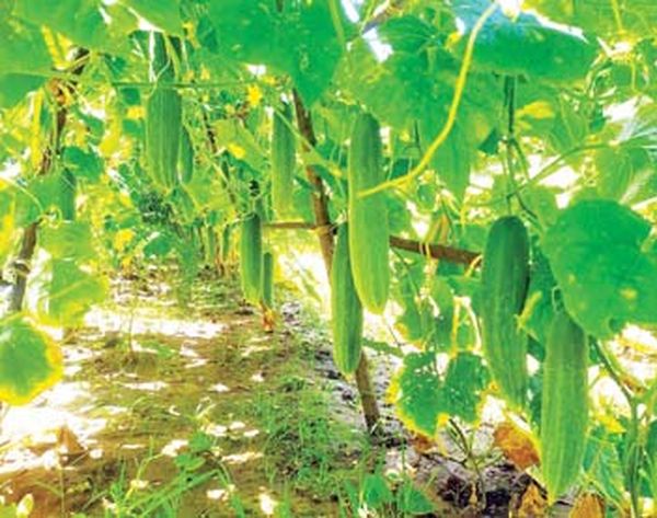 曼德勒省皎勃东县区内种植的黄瓜上市获得好价钱