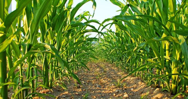 实皆省甘布鲁专区完成了雨玉米10多万英亩的种植工作