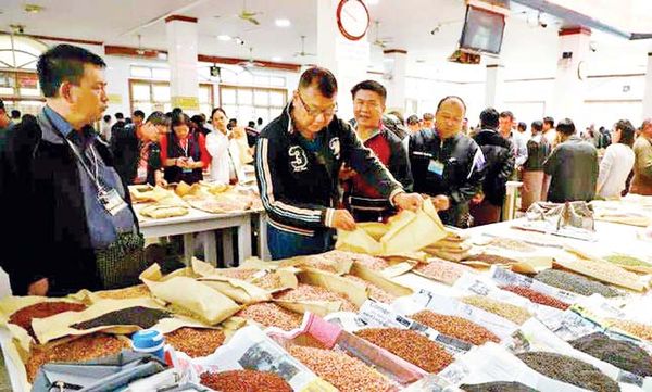 缅甸所产木豆由于国外需求量大获得了好价钱