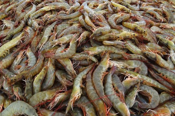 伊洛瓦底省壁榜县区8月份向仰光大都市输送各种虾类6.7万缅斤