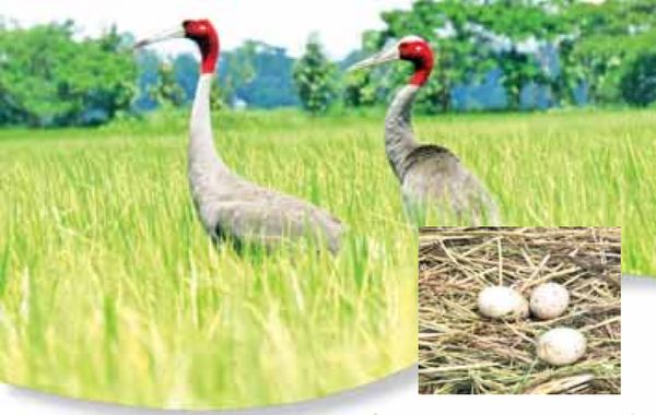 在缅甸首次发现产3枚鸟卵的赤颈鹤鸟巢