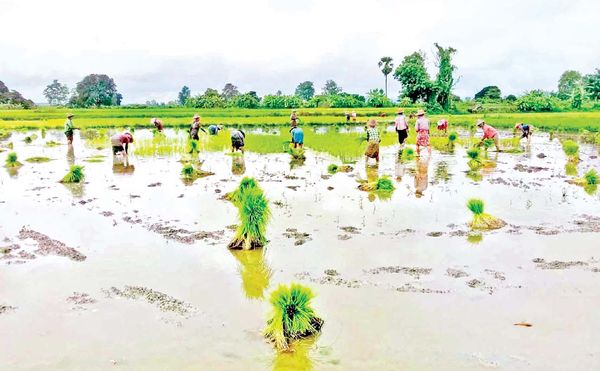 马奎省本漂县区完成了雨季稻6.6万多英亩的种植工作
