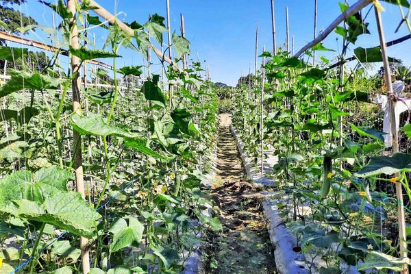 伊洛瓦底省瓦溪码县区今年雨季完成1千多英亩厨房作物种植工作