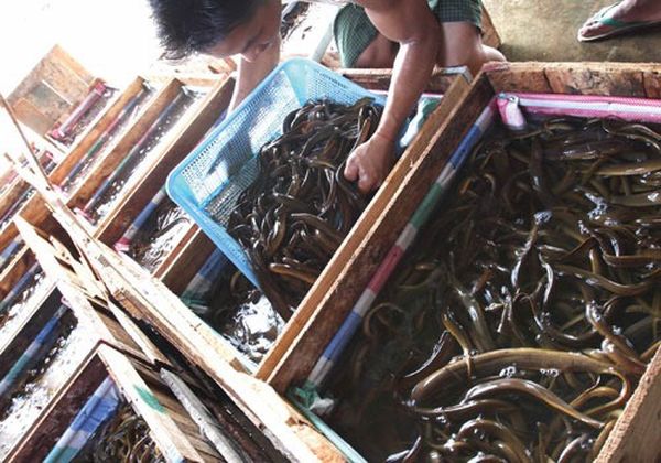 伊洛瓦底省马乌宾县区8月份向仰光大都市输送13.7万缅斤鳝鱼