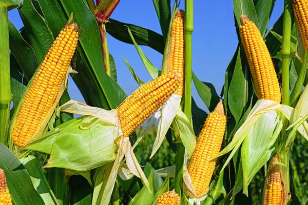 缅甸规划向中国出口玉米4万至6万吨