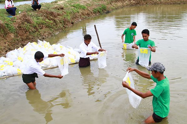 本财政年度5个月渔业工作局已向自然水域投放4千万多尾鱼苗