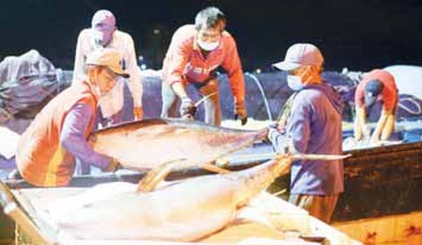 今年8月份越南出口的金枪鱼创新高记录