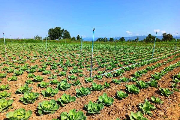 实皆省那加民族自治区今年雨季种植了各种蔬菜3,000多英亩
