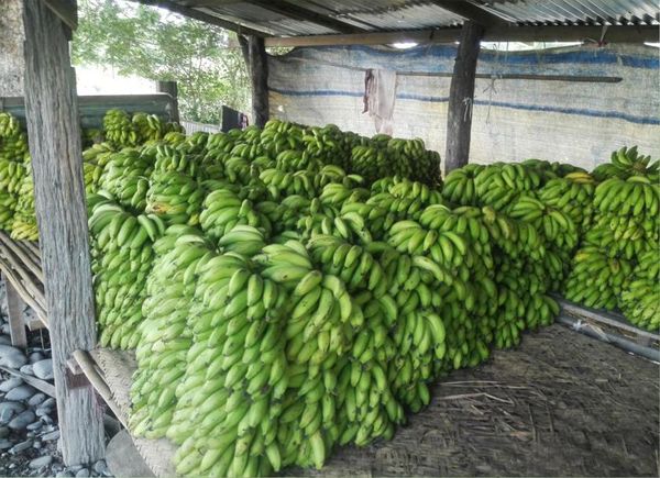 伊洛瓦底省央冬县区8月份向仰光输送了香蕉50多万枇