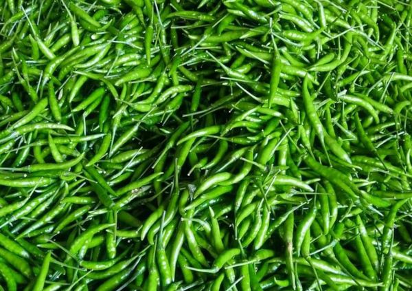 曼德勒省良吴县区农民们种植印度品种辣椒获得好价钱