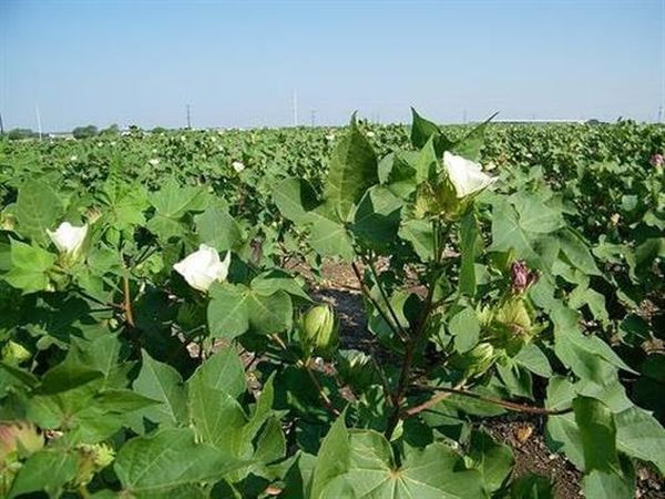 实皆省敏牧县区开始了棉花采收工作