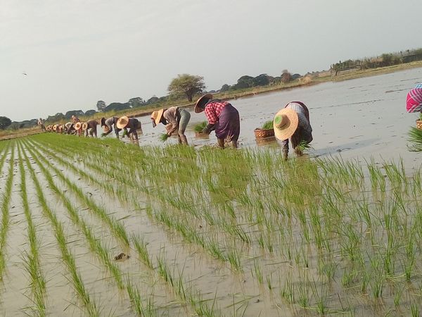 内比都地区今年雨季稻的种植情况