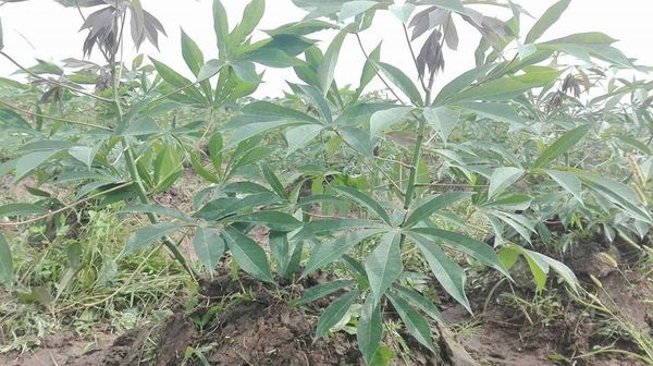 实皆省今年雨季种植了木薯作物四千多英亩