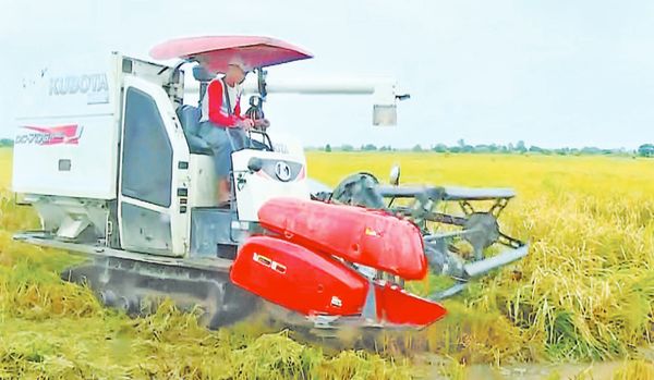 勃固省奥坡县区种植10万英亩雨季稻每英亩产量80至100缅箩