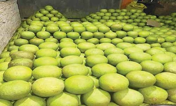 孟邦地区热带水果柚子上市获得了好价钱