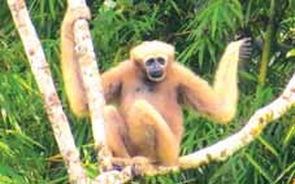可媲美亚马孙雨林的缅北塔曼底野生动物保护林