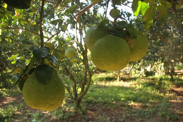 孟邦吉马鲁县区柚子上市获得好价钱