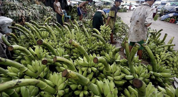 伊洛瓦底省毛淡棉遵县区9月份向仰光大都市输送香蕉47万枇