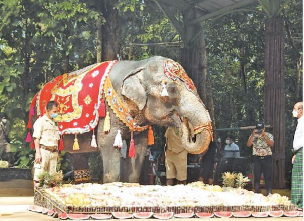仰光动物园为象姑娘莫莫举办70岁生日盛会