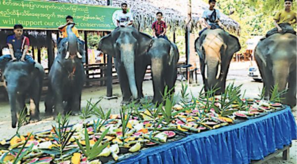 曼德勒省良吴县区柏林大象营地已为象群们举办772次自助餐活动