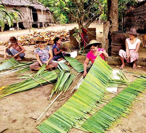 伊洛瓦底省博加礼县区聂帕棕榈树叶获得了好价钱