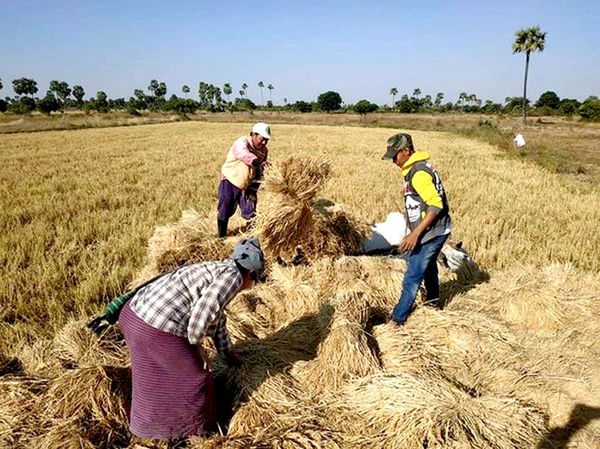 马奎省敏巫县区雨季稻收割工作开始1英亩产量达100多缅箩