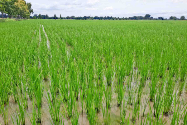 伊洛瓦底省额布都县区完成机械化农田及良种纯种农田种植工作                                                    