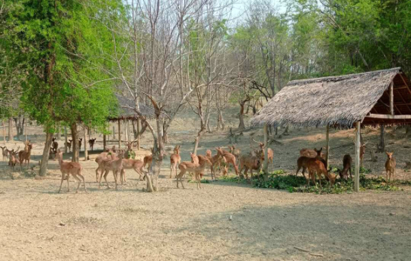 马奎省敏巫县区内瑞射陶野生动物保护林中圈养的珍稀生物金鹿
