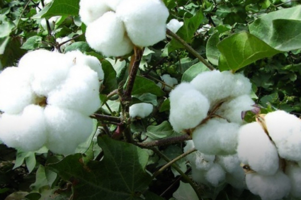 曼德勒省皎栖县区农村地区种植棉花获得好收成