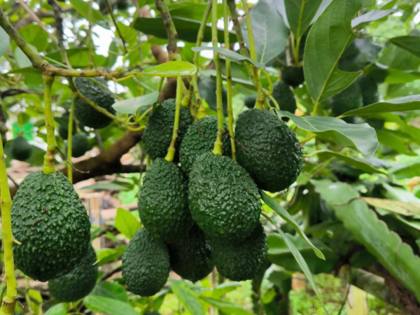 缅甸牛油果将主要出口至泰国