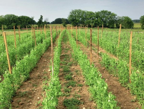 实皆省实皆县区今年雨季比规划面积多种植了各种蔬菜4千多英亩