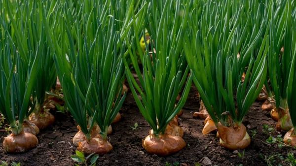 马奎省色漂县区规划种植冬洋葱6千多英亩