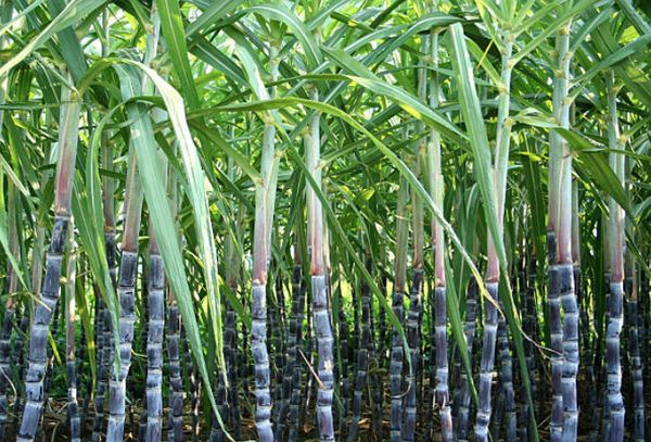 实皆省杰沙专区今年雨季种植了甘蔗作物12万多英亩