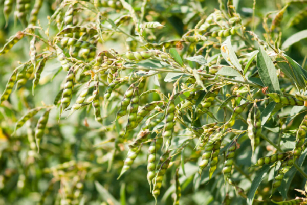 实皆省淡色县区今年雨季种植了木豆2,400多英亩