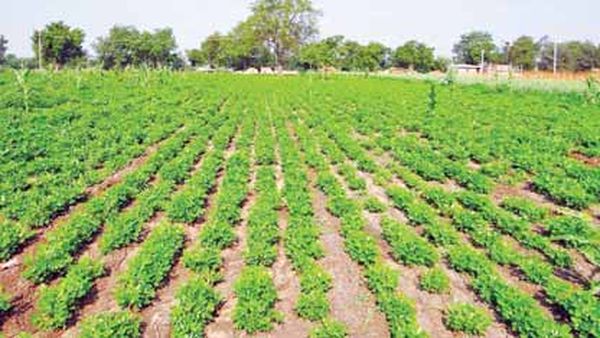 勃固省德宫县区规划种植近7万英亩冬作物