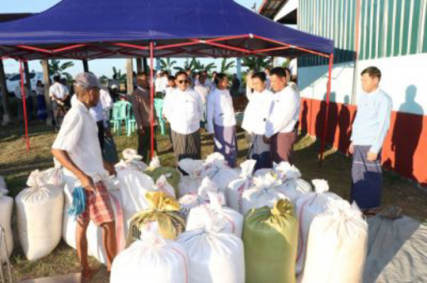 内比都地区的乡村利用俄罗斯天然肥料试验种植雨季稻