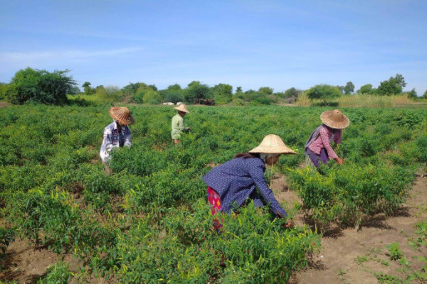 马奎省本漂县区农夫们为增加家庭收入种植厨房作物辣椒