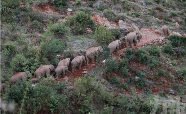象群北上吟（肖介达）