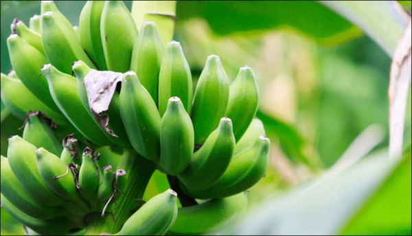 柬埔寨国家今年11个月由农产品出口获得39亿美元的收入