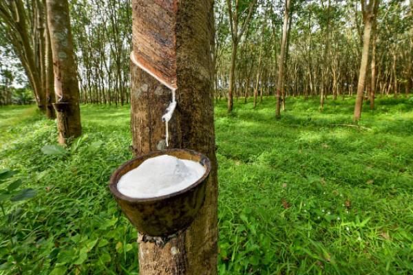 柬埔寨国家今年11个月出口橡胶获得4亿多美元的收入