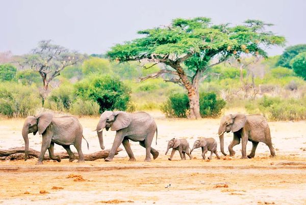 非洲国家津巴布韦发生旱灾导致象群死亡