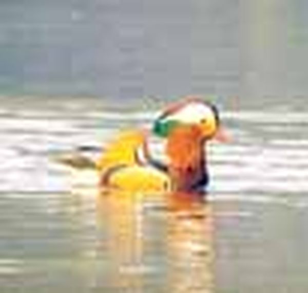 在缅甸罕见的野鸭品种进入仰光罗开公园过冬迎来民众们的围观