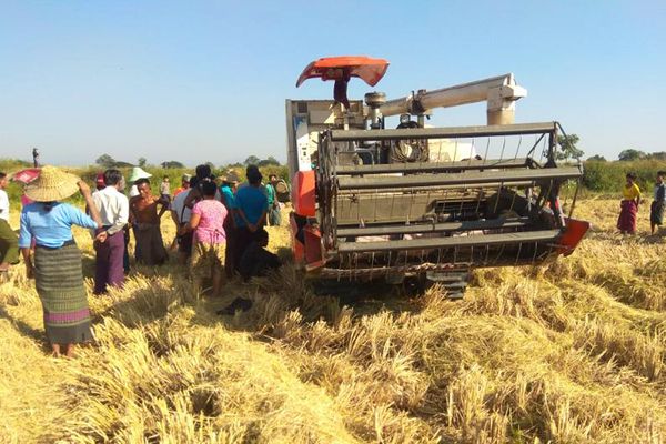 孟邦穆洞县区种植的7.5万多英亩雨季稻已全部完成收割工作