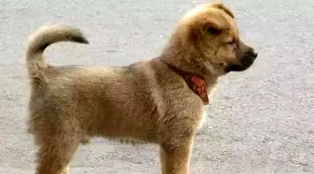 《我的好朋友——小狗十六》(王恩语)