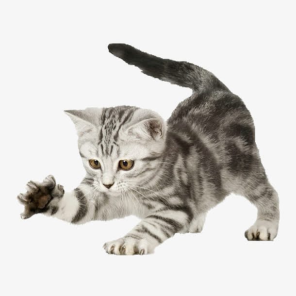 《我与小花的故事》（鲁凡祎）