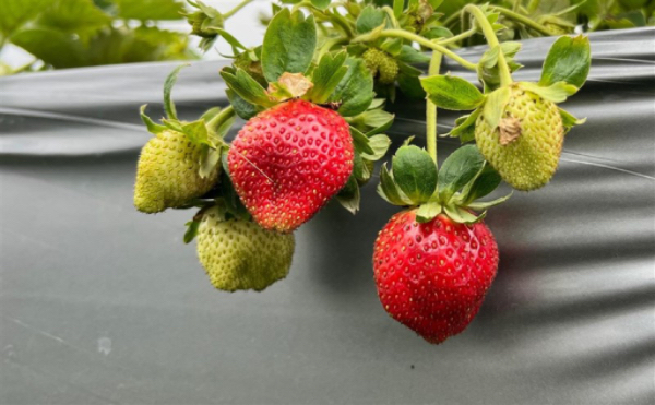 草莓​（刘祖圆​）